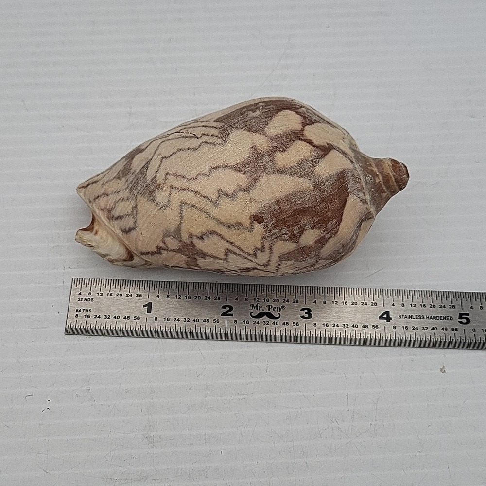 Voluta Nobilis Shell - Picture 4 of 5